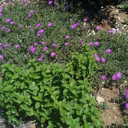 Apartamento Eco Secluded Zabodarski *