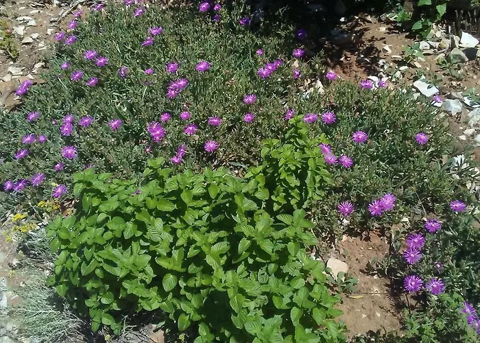 Apartament Eco Secluded Zabodarski *